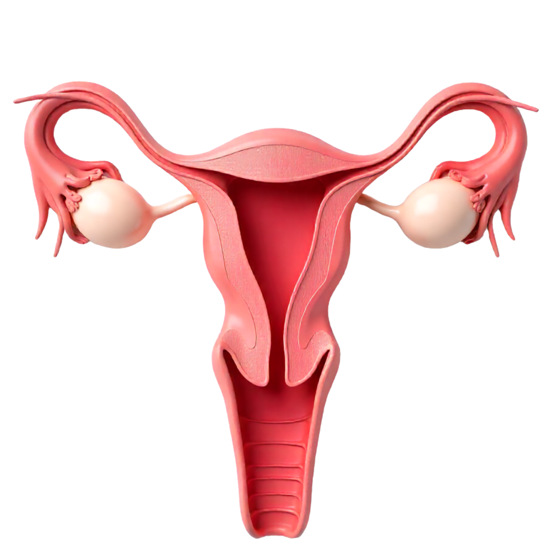 A 3D anatomical illustration of the female reproductive system, including the uterus, fallopian tubes, and ovaries.